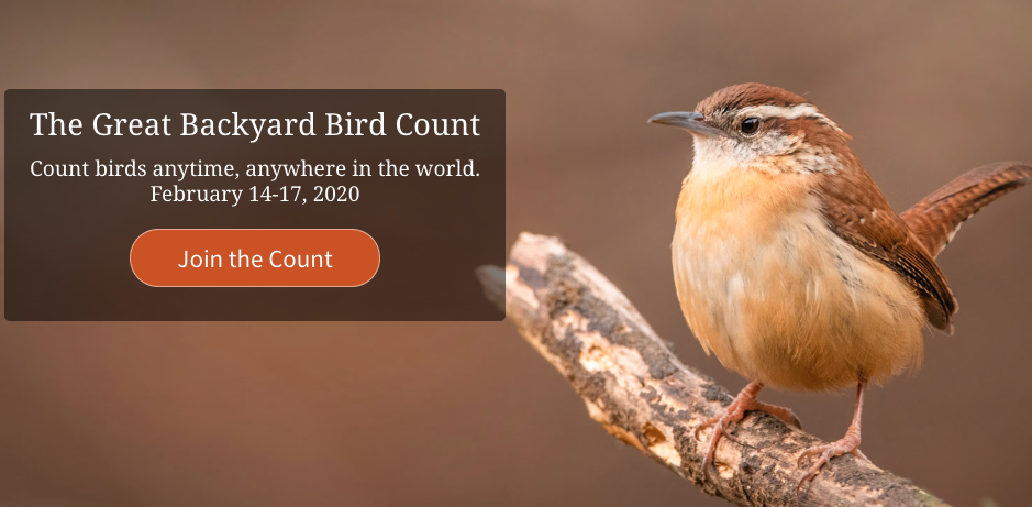 Great Backyard Bird Count Feb. 14-17 | The Bluffton Icon