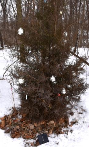 With the help of two young friends, we understand that the Christmas tree lady attached lights and ornaments. Then using a solar device to provide power so that the tree shines brightly at night the project was completed.