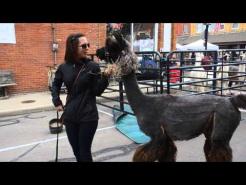 Take a llama for a walk, 511-13