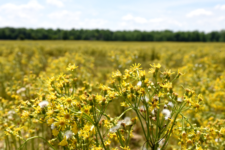yellow weed flower in fields