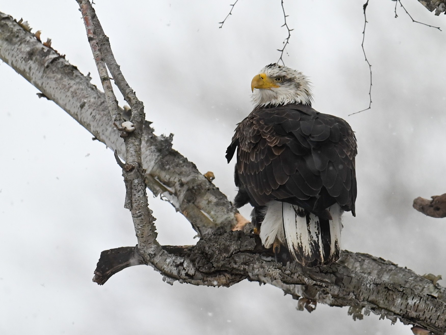 715 bald eagles reported in Ohio during January count