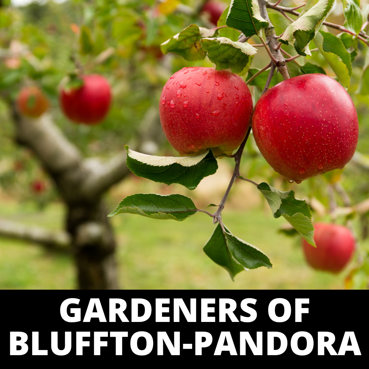 Herbal teas, tisanes, syrups and salves how-to at Bluffton-Pandora Gardeners event