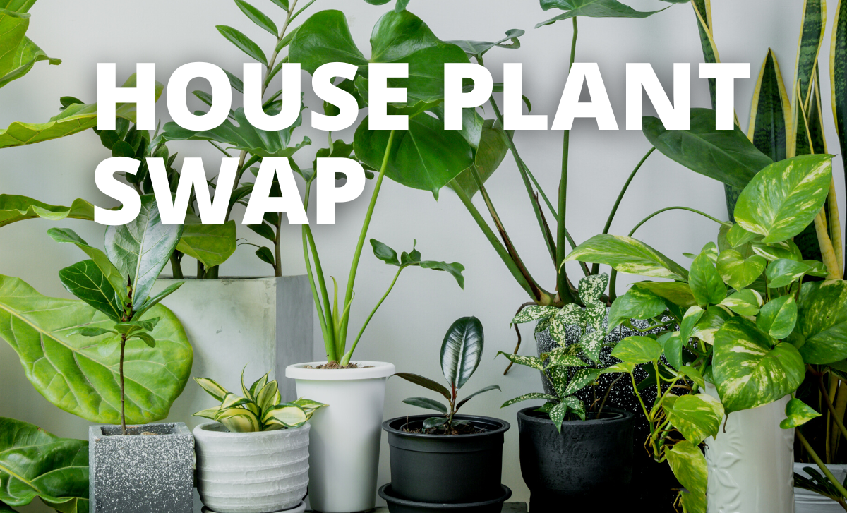 (Healthy) house plant swap at Bluffton Public Library | Bluffton Icon