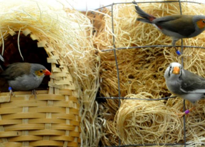 Tweet, tweet!