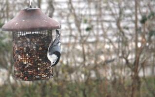 2-4-10 Upside-down on the feeder