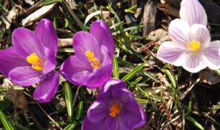 The surprise lilly of each spring