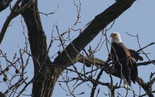 Bluffton's own Bald Eagle