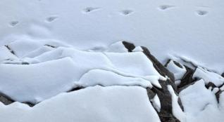 Footprints in the snow