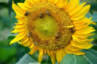Mellow yellow