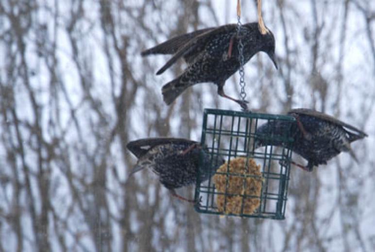 1-24-10 Look what's at the feeder