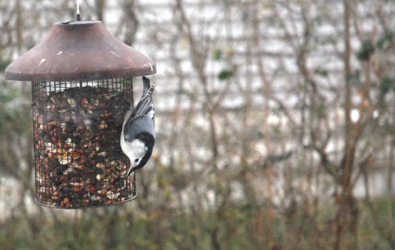 2-4-10 Upside-down on the feeder