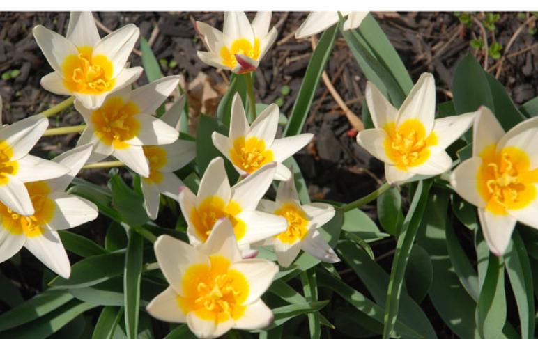 Tulip season