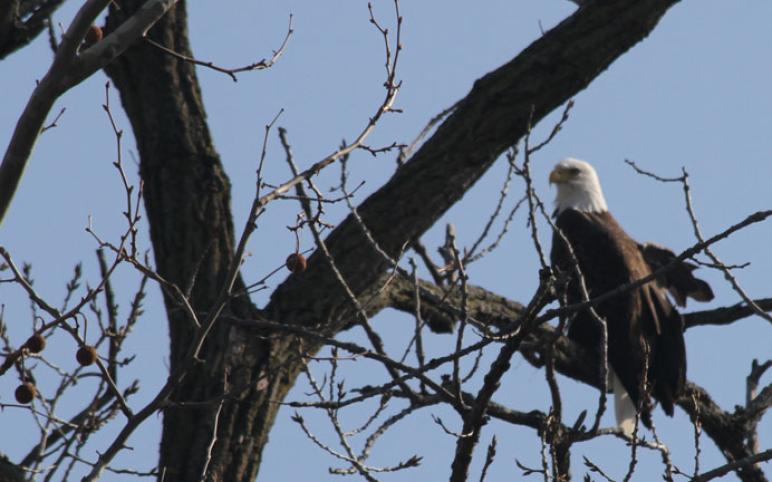 Bluffton's own Bald Eagle