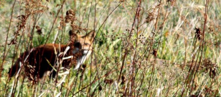 Out photographing the fox
