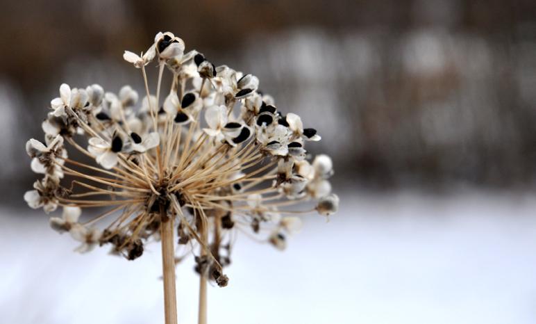 Bluffton's winter landscape