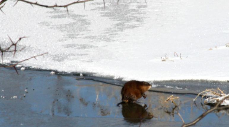 Muskrat ramble