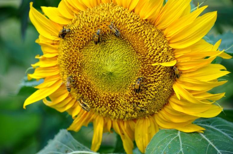Mellow yellow