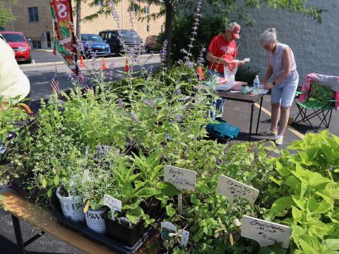Backyard Perennials