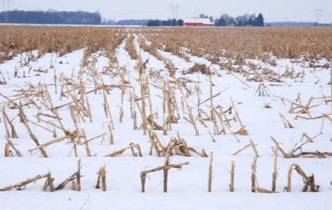 2-22-10 Winter corn
