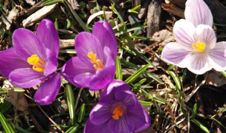 The surprise lilly of each spring