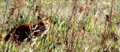 Out photographing the fox
