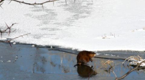 Muskrat ramble