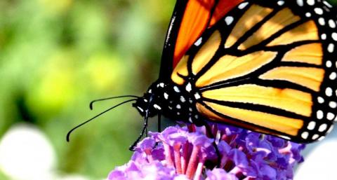 Flutterby