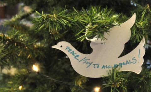 A very special tree