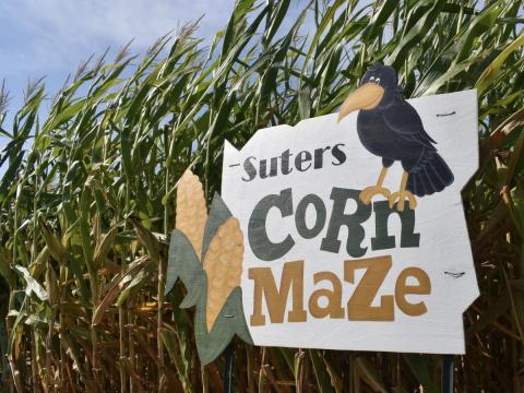 2021 Suter's Corn Maze