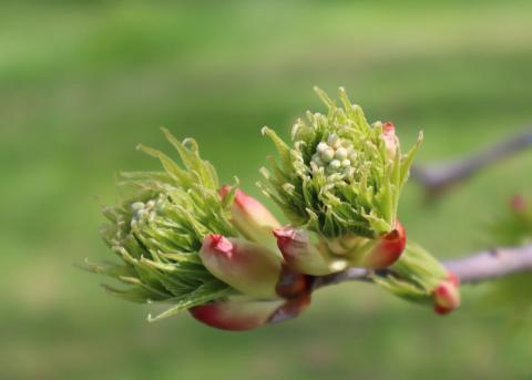 Ohio Buckeye budding at the village arboretum