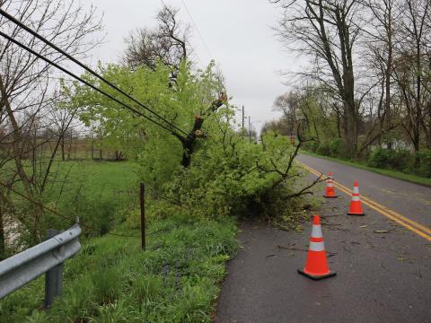 Columbus Grove Rd. tree damage