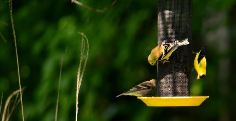 Three gold finches at a feeder