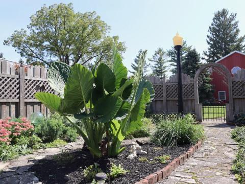 Elephant ear in Janette and Sam Reineke's Main St. yard