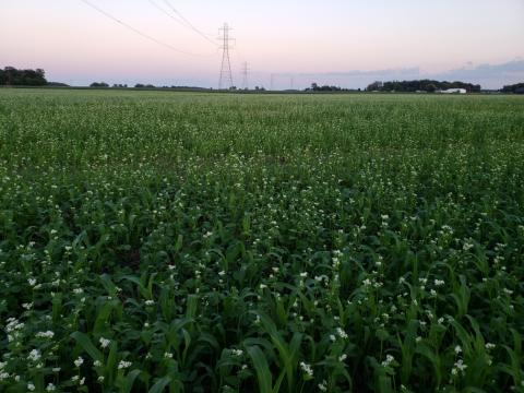 Cover crop by Matt Burkholder