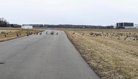 Geese near the Bluffton airport have two fields to choose from