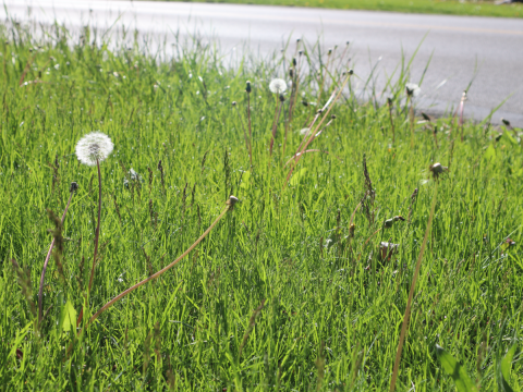 Village of Bluffton lawn care requirements