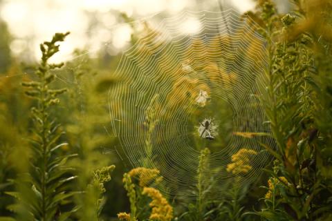 Spider web at Motter Park / PHOTO by Jamie Nygaard
