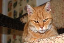 Peaches the Cat