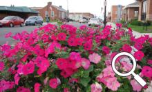One of Stratton Greenhouses' flowering Main Street pots