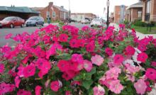 One of Stratton Greenhouses' flowering Main Street pots