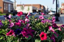 One of last summer's downtown flowerpots